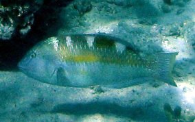 Puddingwife - Halichoeres radiatus