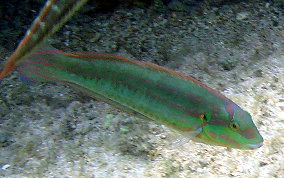 Slippery Dick Wrasse - Halichoeres bivittatus