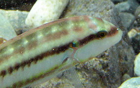 Slippery Dick Wrasse - Halichoeres bivittatus