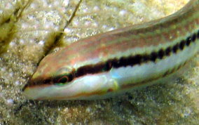 Slippery Dick Wrasse - Halichoeres bivittatus