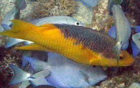 Spanish Hogfish - Bodianus rufus