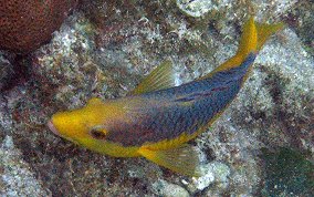 Spanish Hogfish - Bodianus rufus