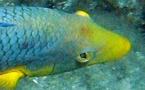 Spanish Hogfish - Bodianus rufus