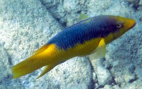 Spanish Hogfish - Bodianus rufus