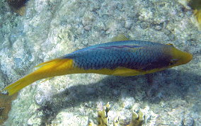 Spanish Hogfish - Bodianus rufus