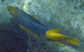 Spanish Hogfish - Bodianus rufus