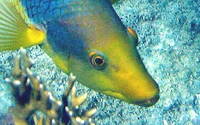 Spanish Hogfish - Bodianus rufus