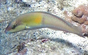 Yellowhead Wrasse - Halichoeres garnoti