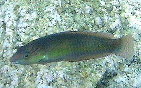 Yellowhead Wrasse - Halichoeres garnoti