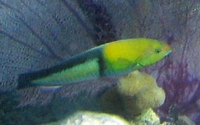 Yellowhead Wrasse - Halichoeres garnoti