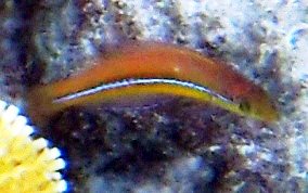 Yellowhead Wrasse - Halichoeres garnoti