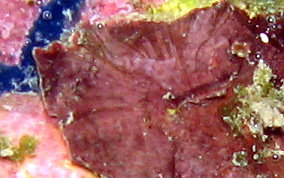 Crustose Coralline Algae - Phylum:Rhodophyta