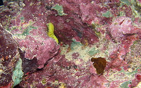 Crustose Coralline Algae - Phylum:Rhodophyta